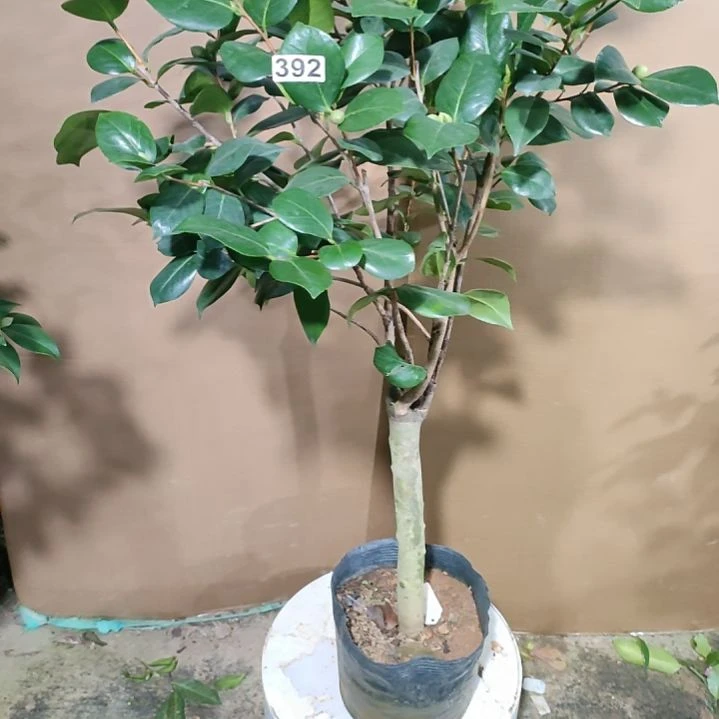 392抓破，原盆原土发货，不包邮