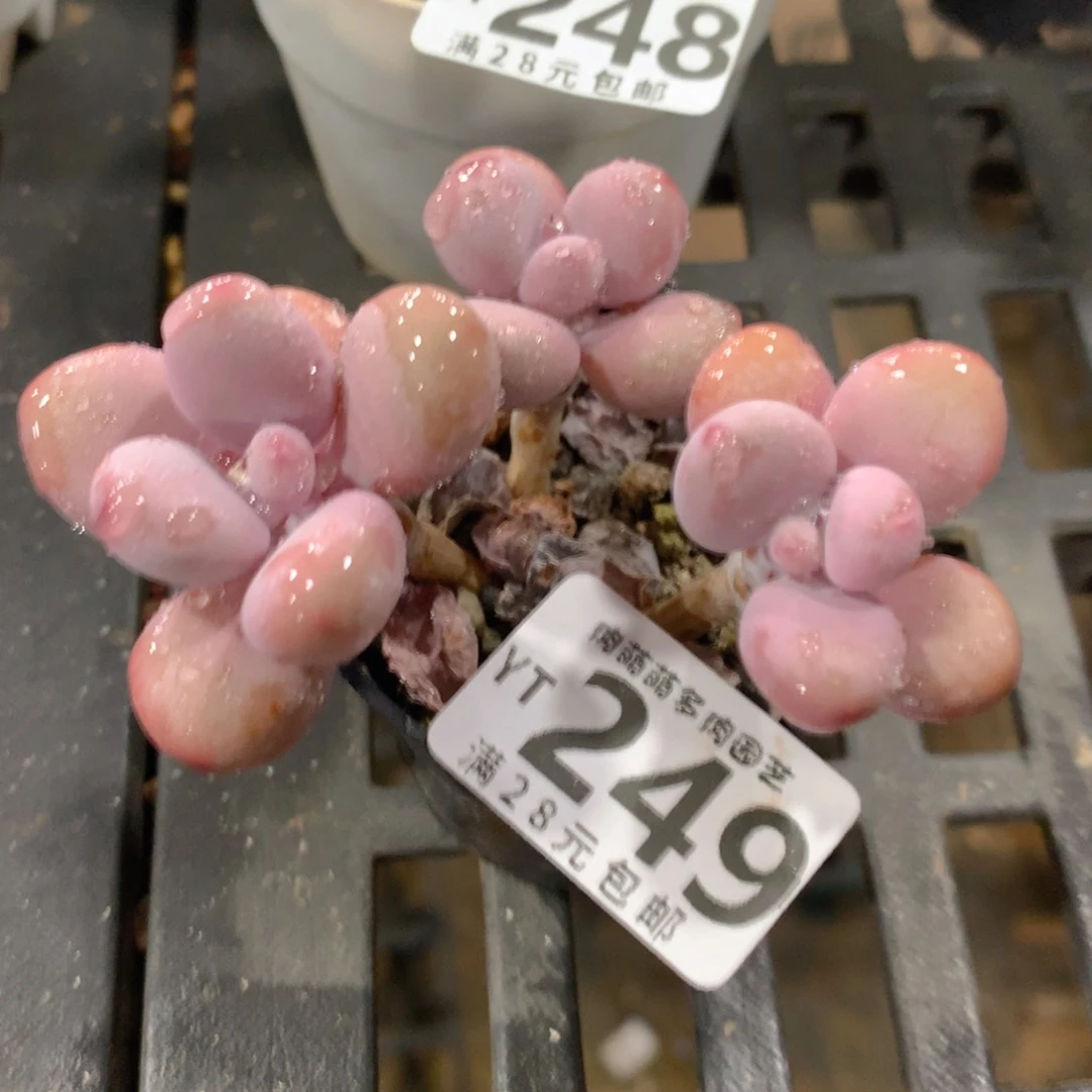 肉萌萌拇指盆精控多肉YT249