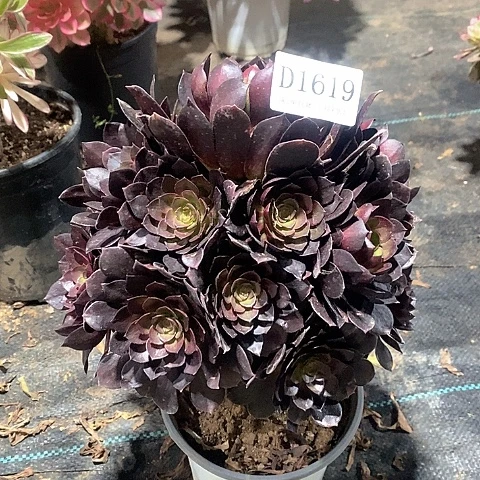 1619赤焰莲多肉法师