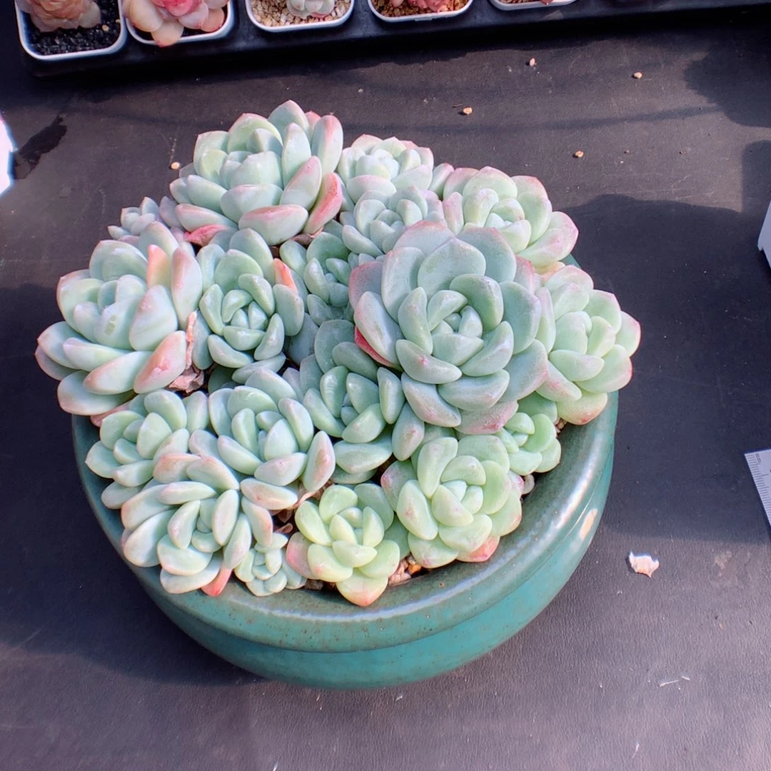 佛*多肉植物。 冰玉