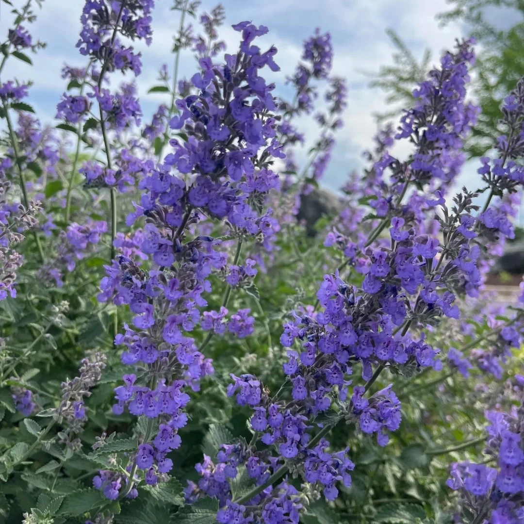 耐寒宿根多年生自播 猫薄荷 紫雾荆芥