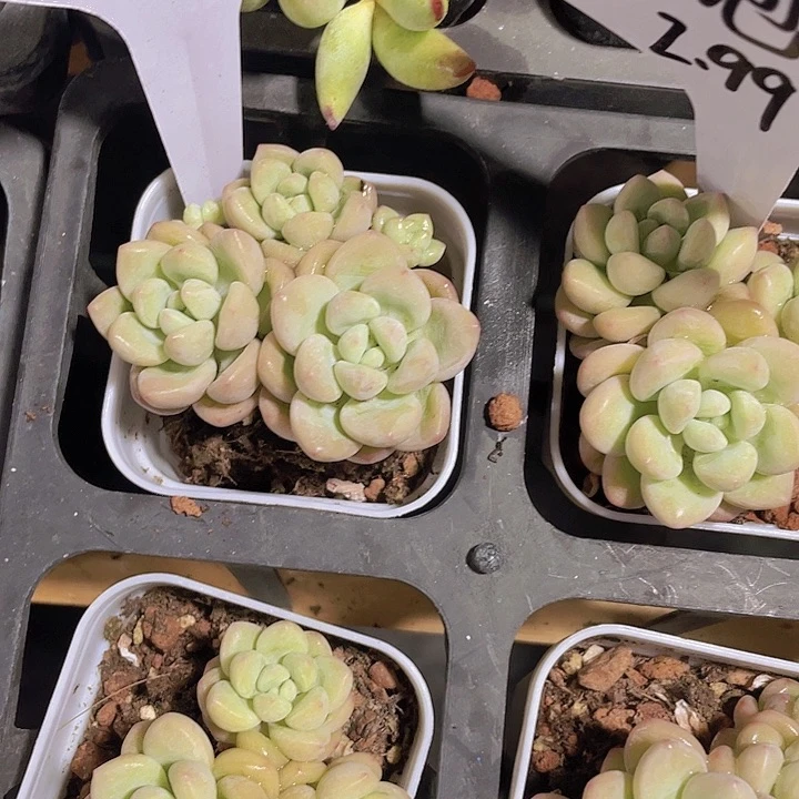 小*宋精品1-1泡泡糖多肉植物