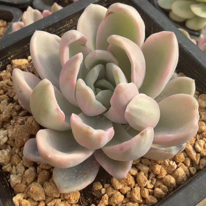 石化美尻锦腹轮锦