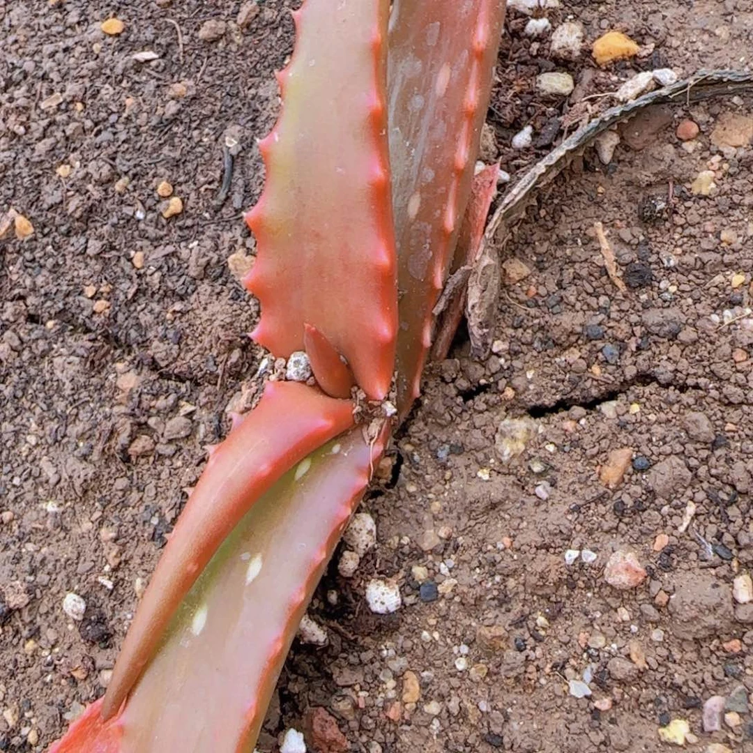 瓜*肉块根植物块根植物块根植物