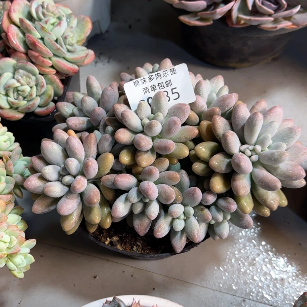 缘***。30-35粉色恋人多肉植物