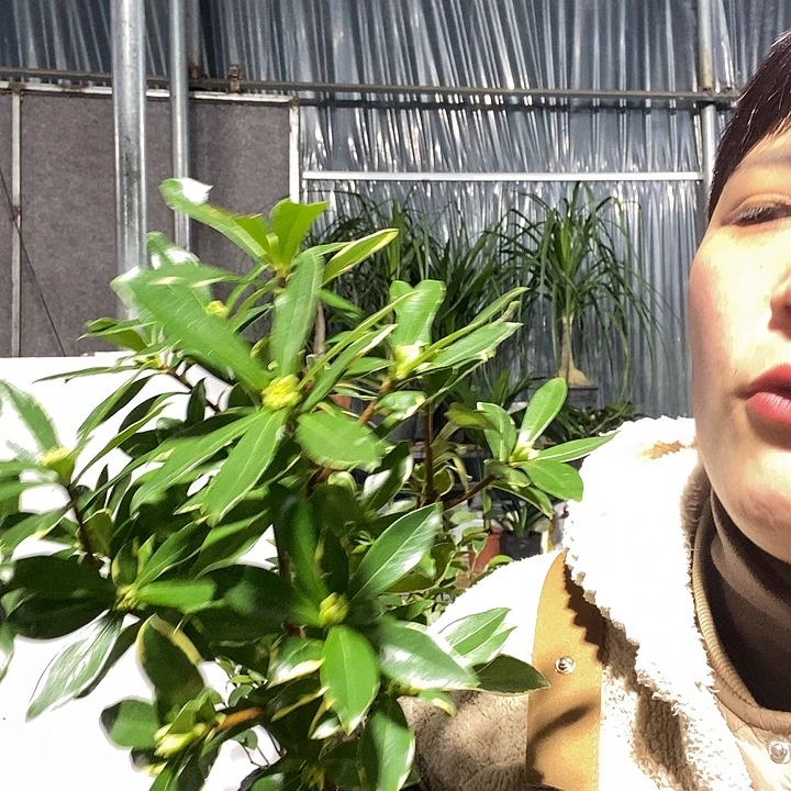 完全开放2盆金边瑞香冻坏不赔19的