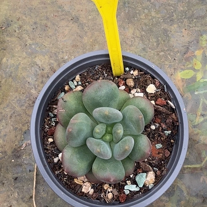 X系多肉植物一物一拍891