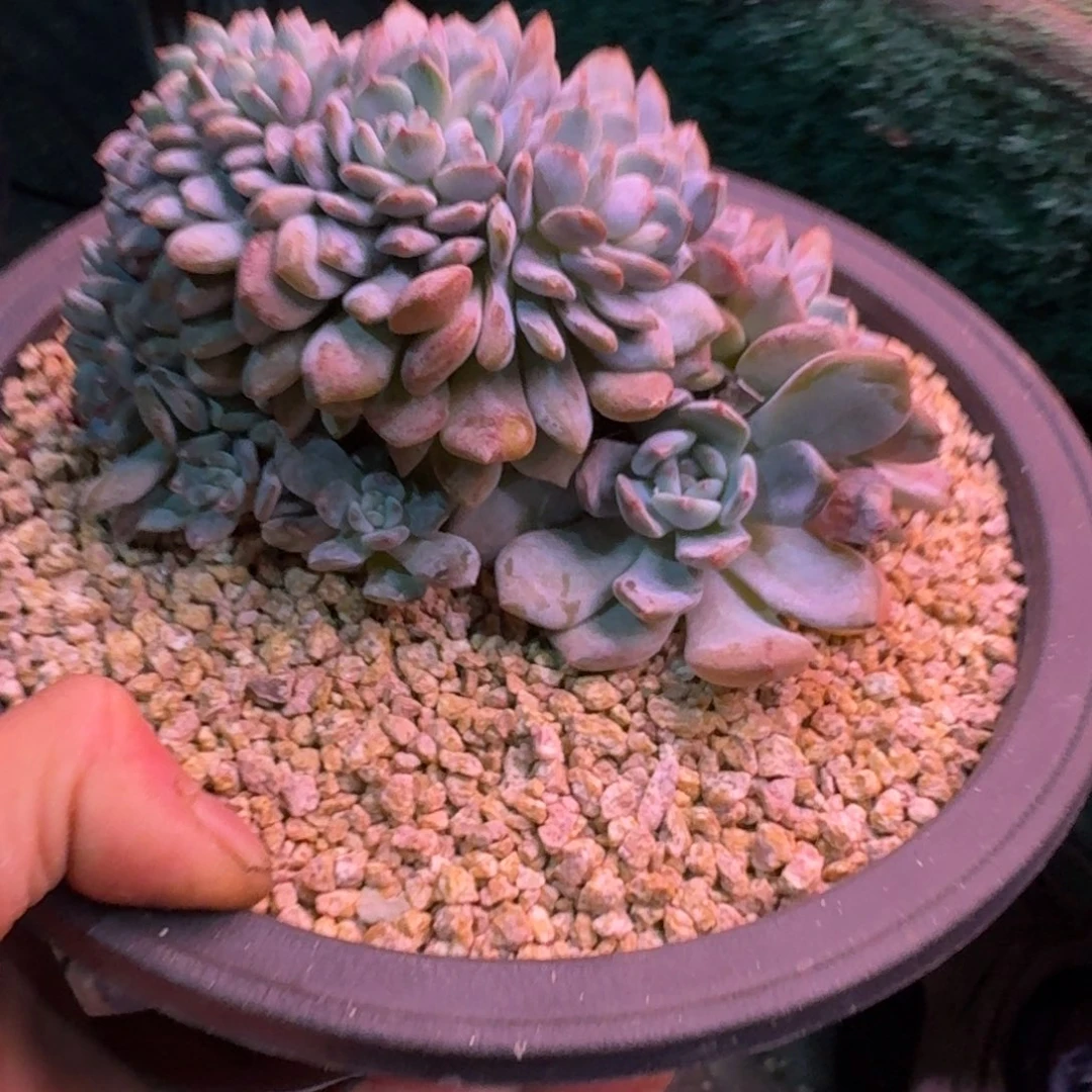 星影树缀7头带缀无砍叶插