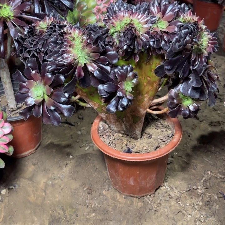 多肉植物法师欧紫缀3