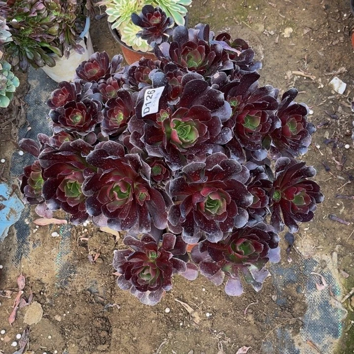 126梅花多肉法师不包断枝