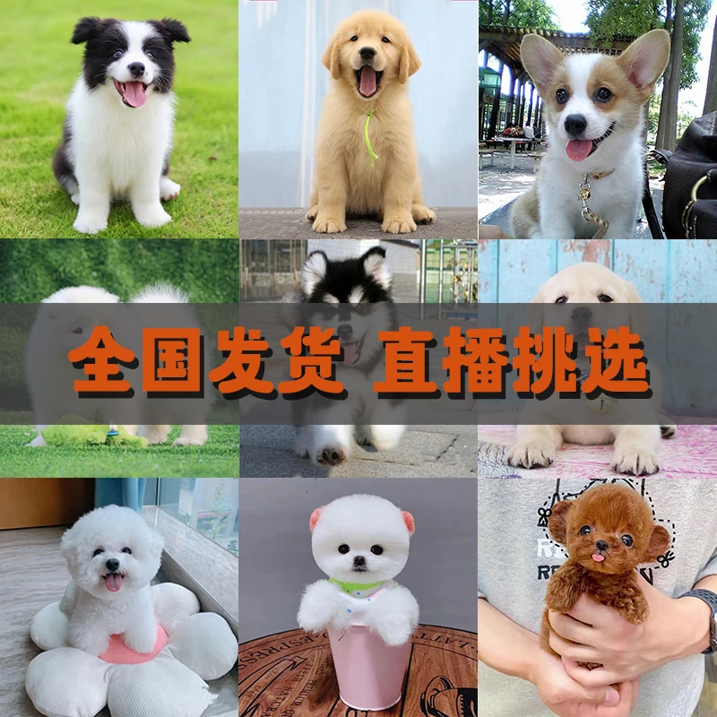 悠【全品种宠物狗幼崽】比熊泰迪柯基边牧金毛博美阿拉萨摩德牧等