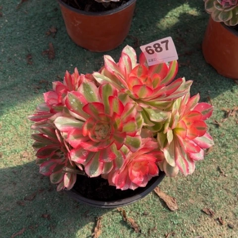 687荔枝多肉植物，