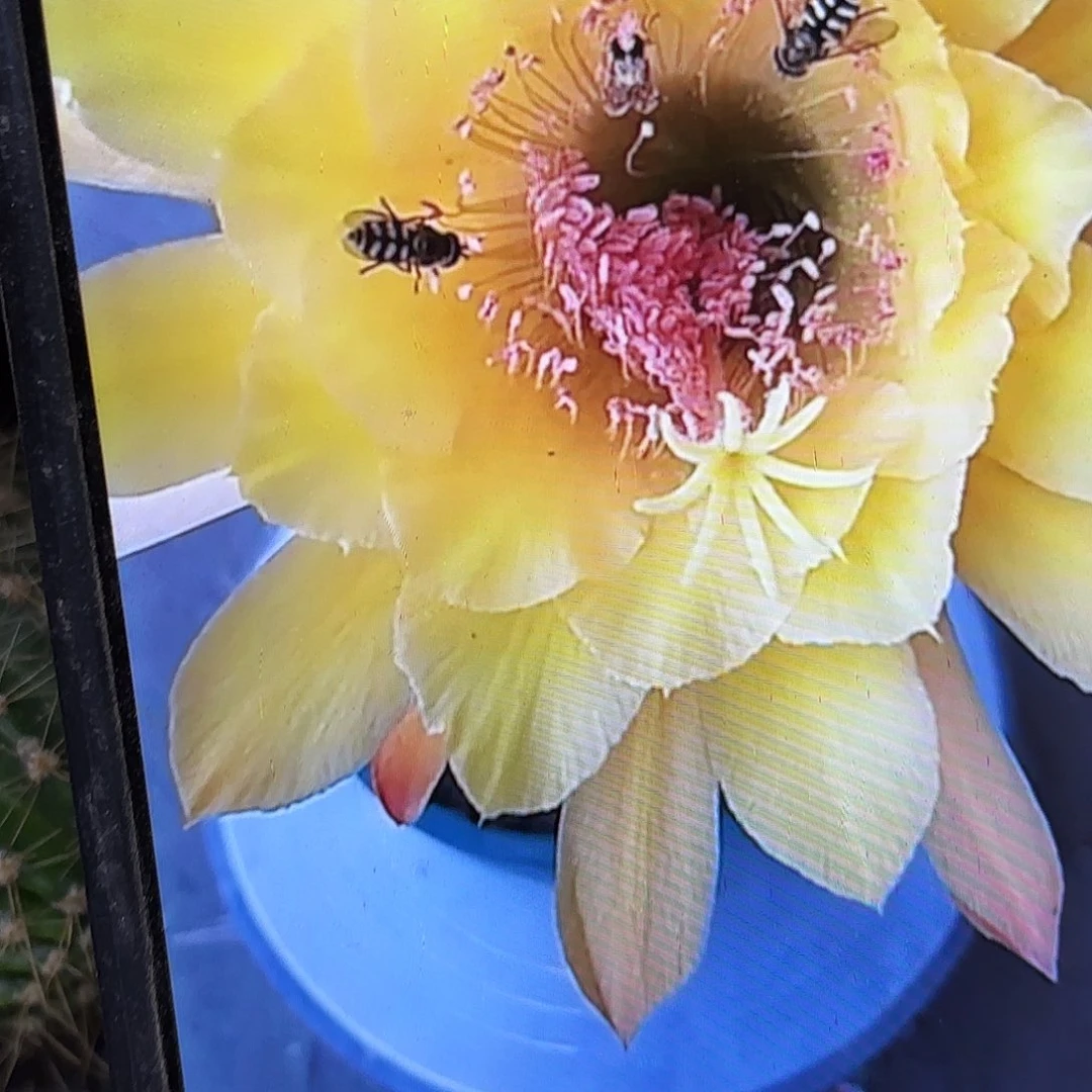 皇冠金妞侧牙20包邮仙人球32