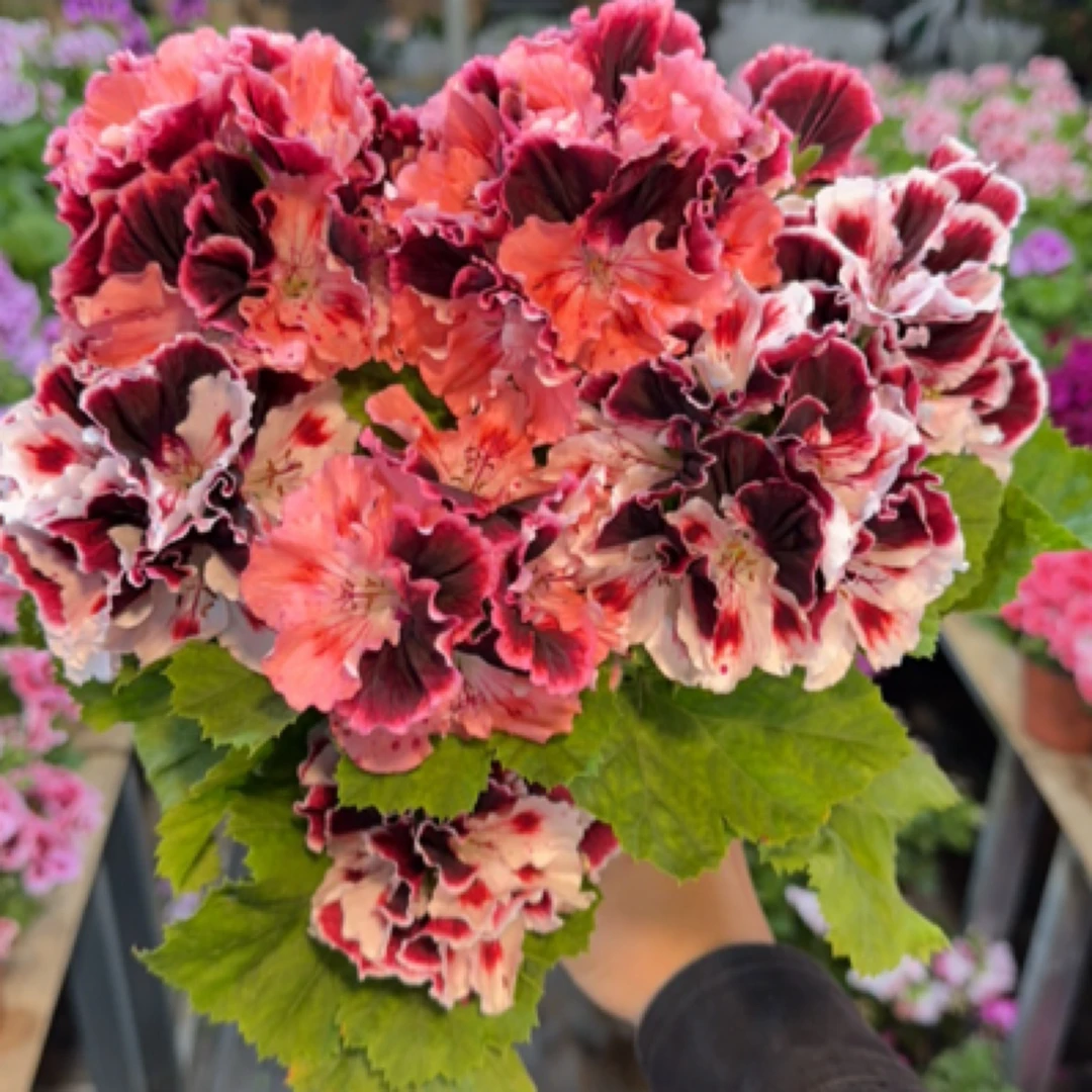 变色龙蝴蝶梅一盆 带花发货 掉花不赔 颜色会自动变换