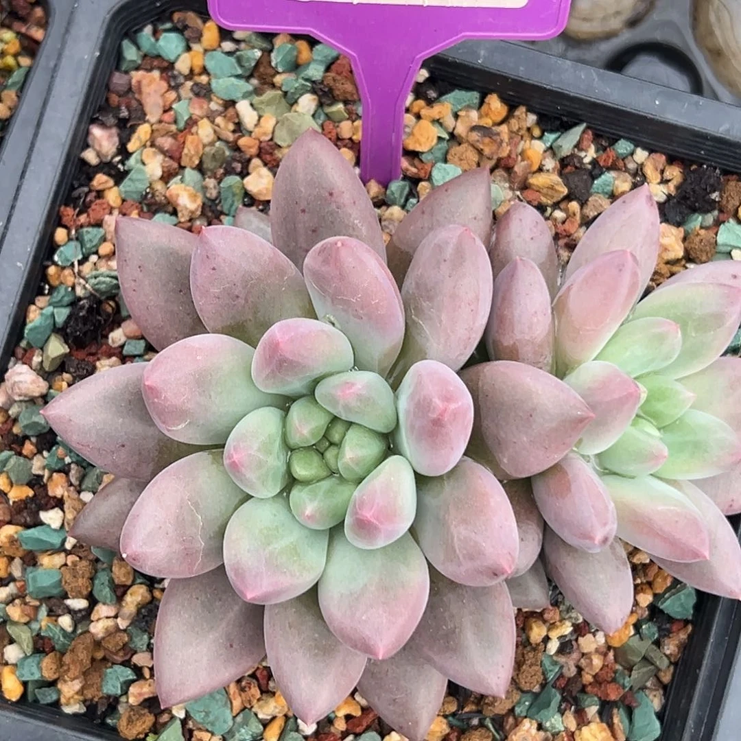 沃版水晶球双头多肉植物325