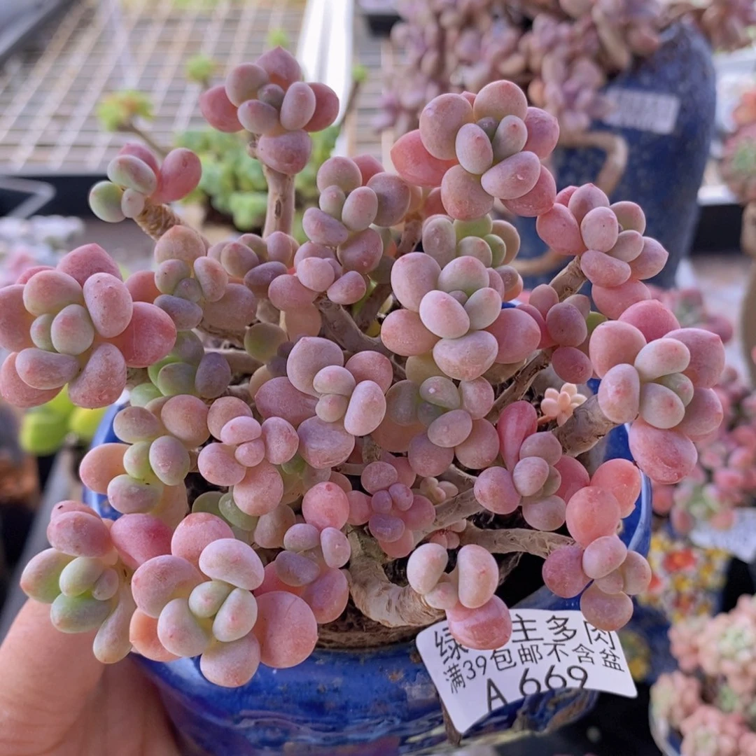 鱼子酱老桩11cm669多肉植物