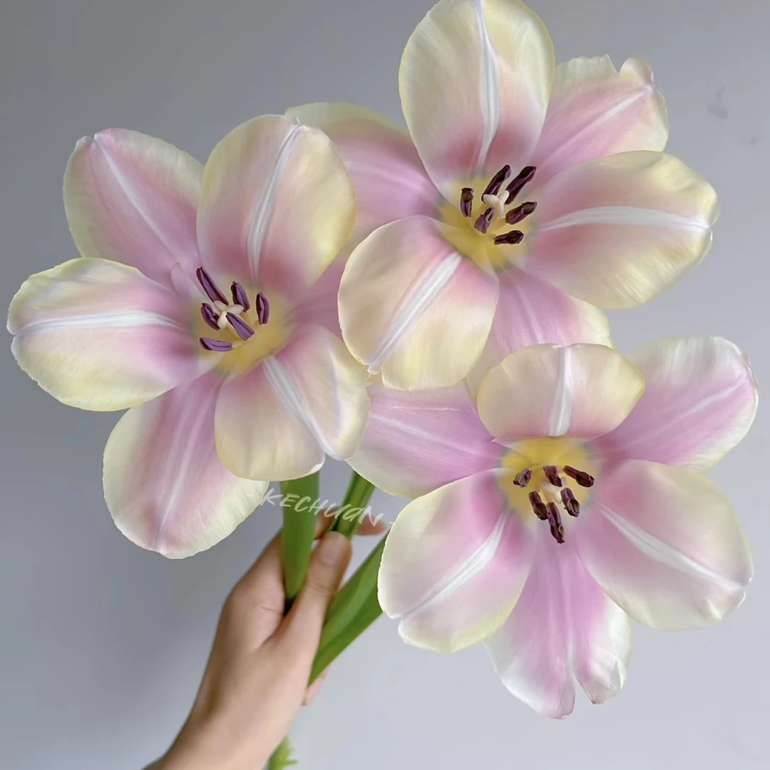 【三兄弟花卉】超a优雅品【郁金香】