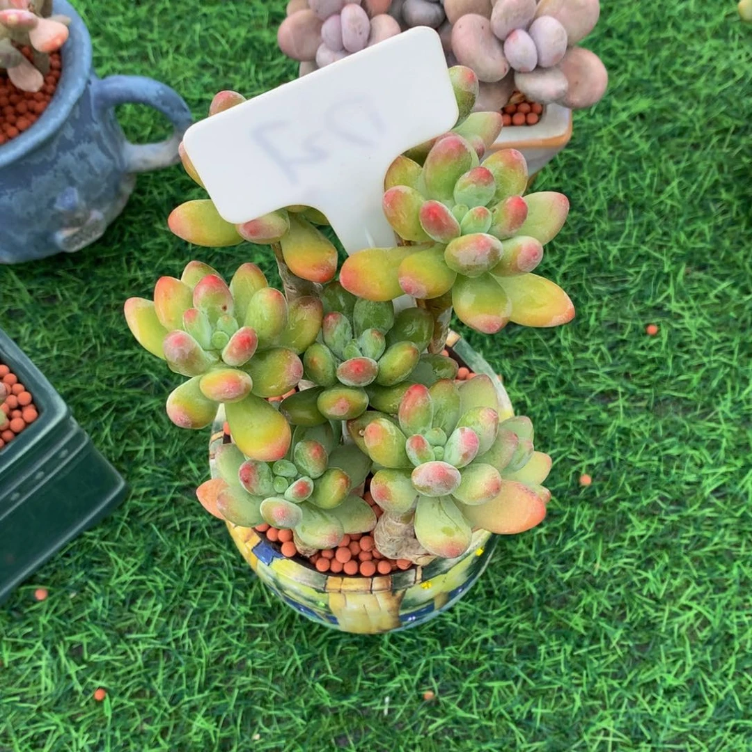 一***条多肉植物636373737