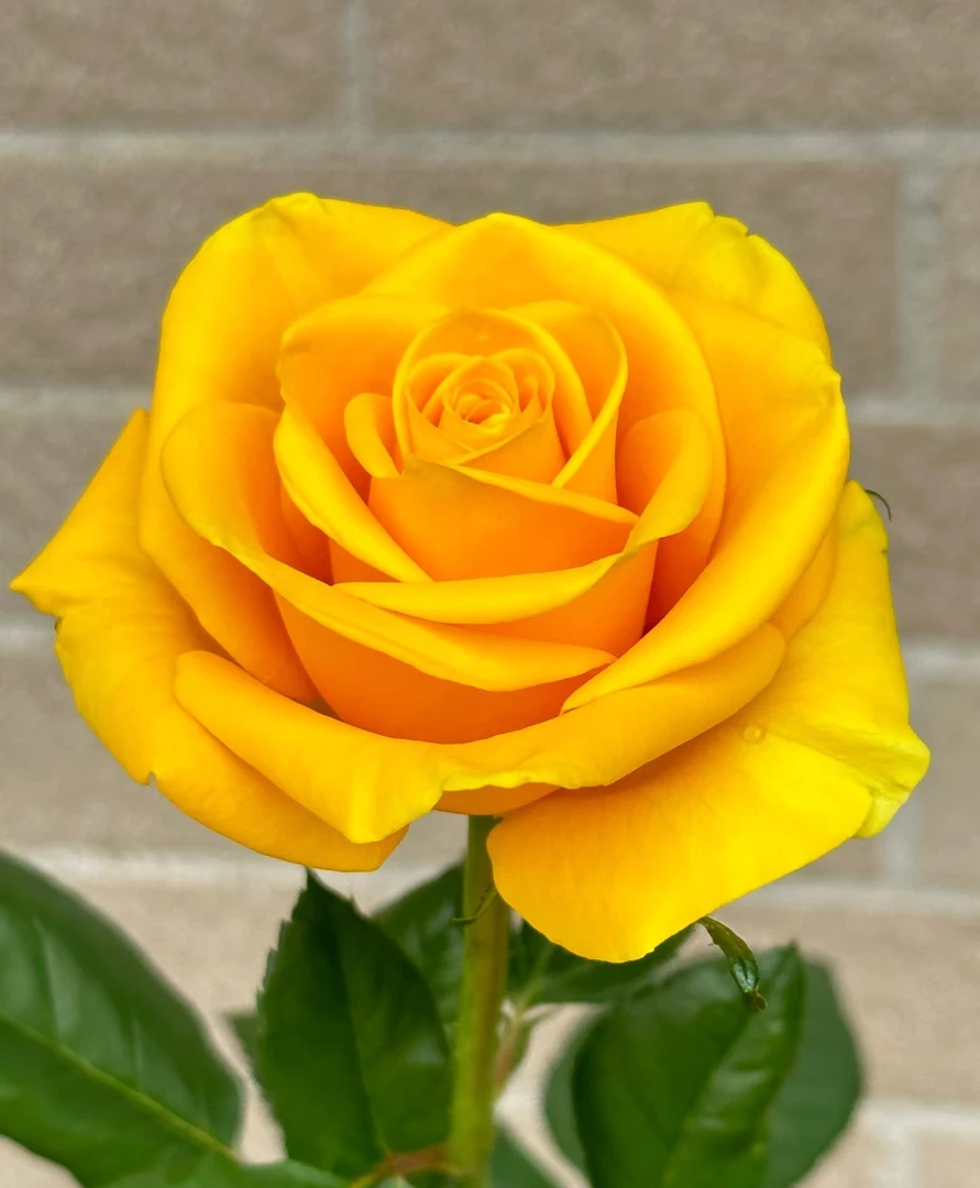 【黄油】灌木月季