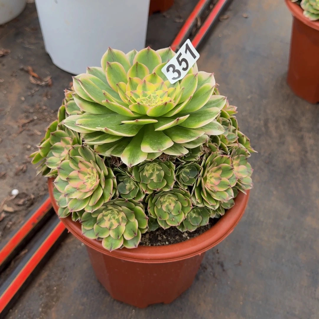 351多肉植物伊丽莎白
