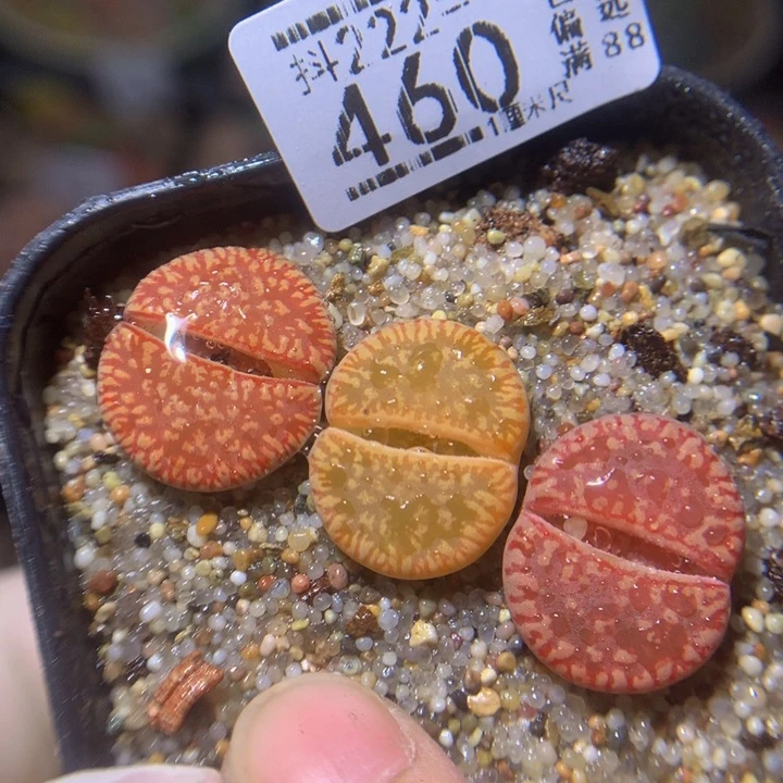 精品生石花222.460流水