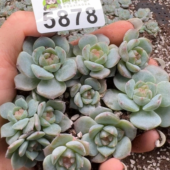 多肉植物多肉植物