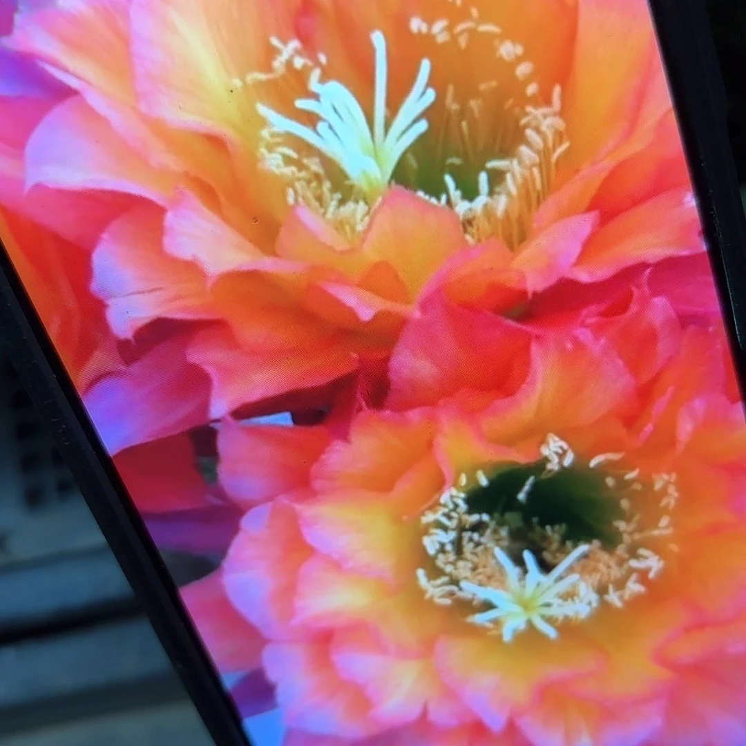 妹妹超级杏毛侧牙20包邮仙人球16