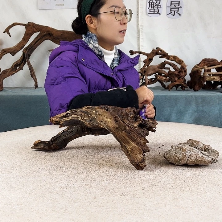 沉木造景爬宠造景