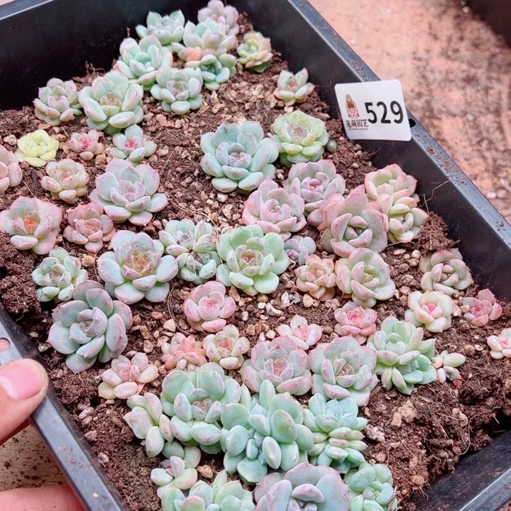 苹***崽多肉植物多肉植物