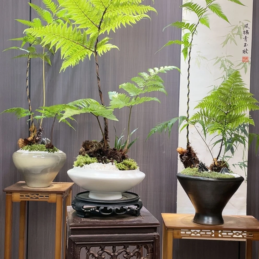 【闪购商品】懒*洋蕨