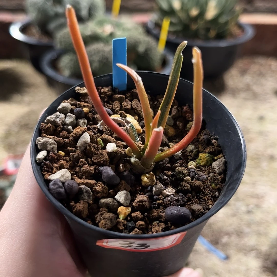 33号实生龙舌兰拉丝锦萝卜根