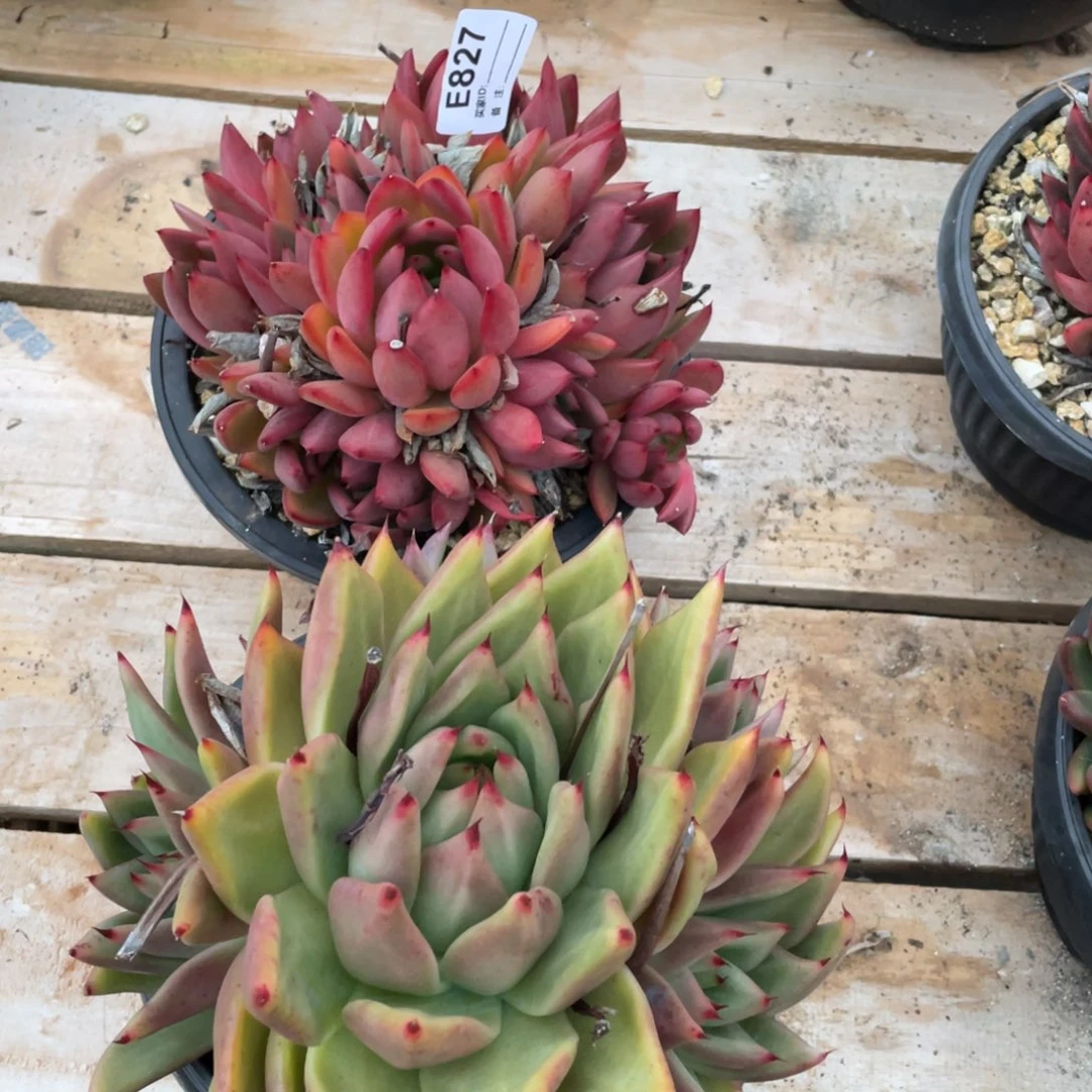 无花朵若如东云组拍E827