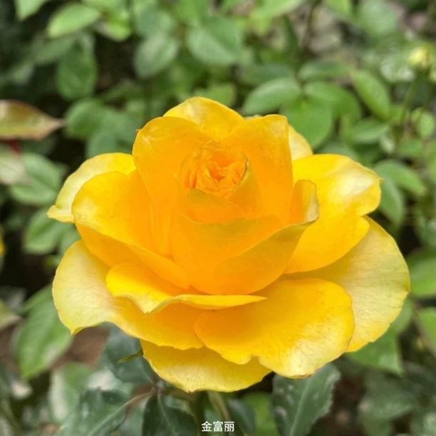 【金富丽.无花苞】黄色大花勤花切花扦插盆栽月季！