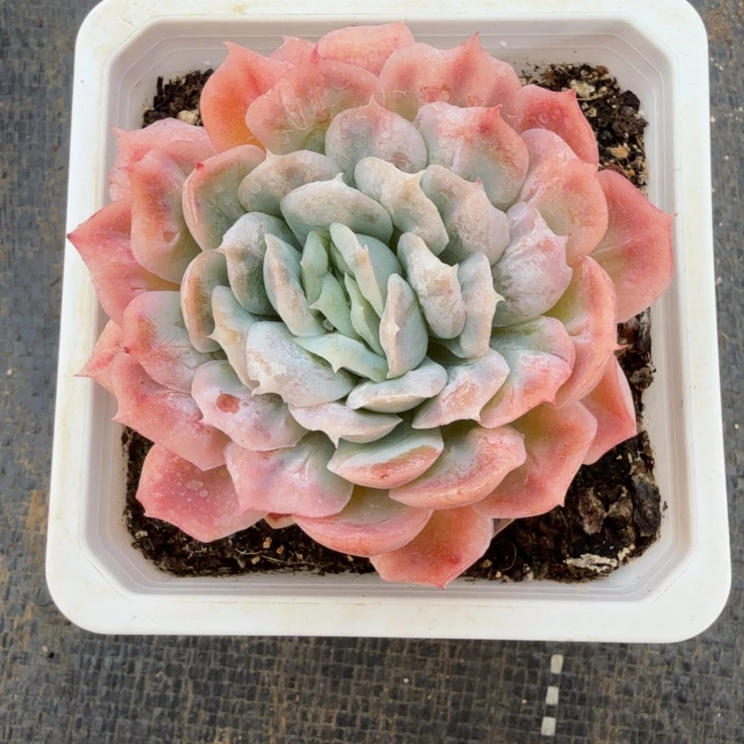 *****泡泡纱裙锦上园艺一物一拍