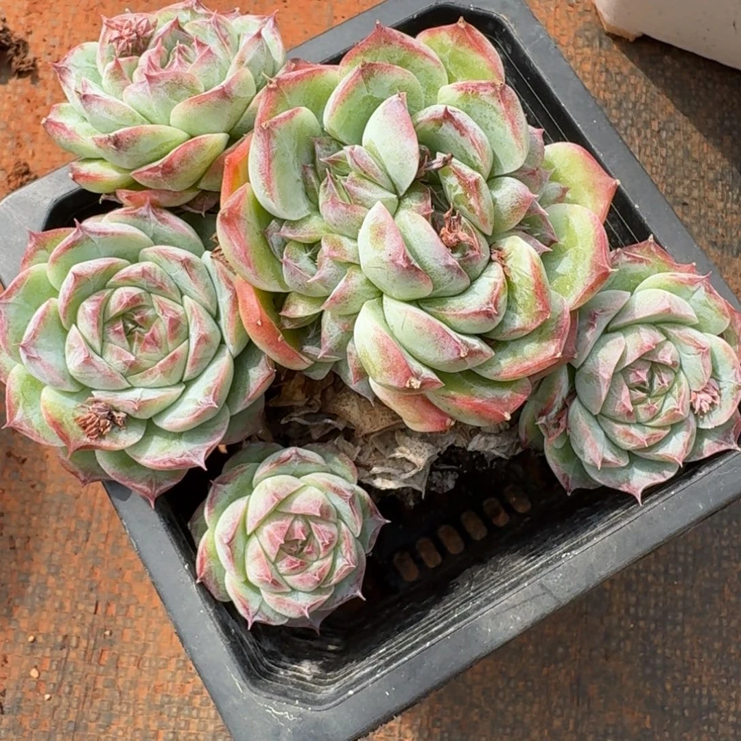 微***7686杂交多肉植物基地