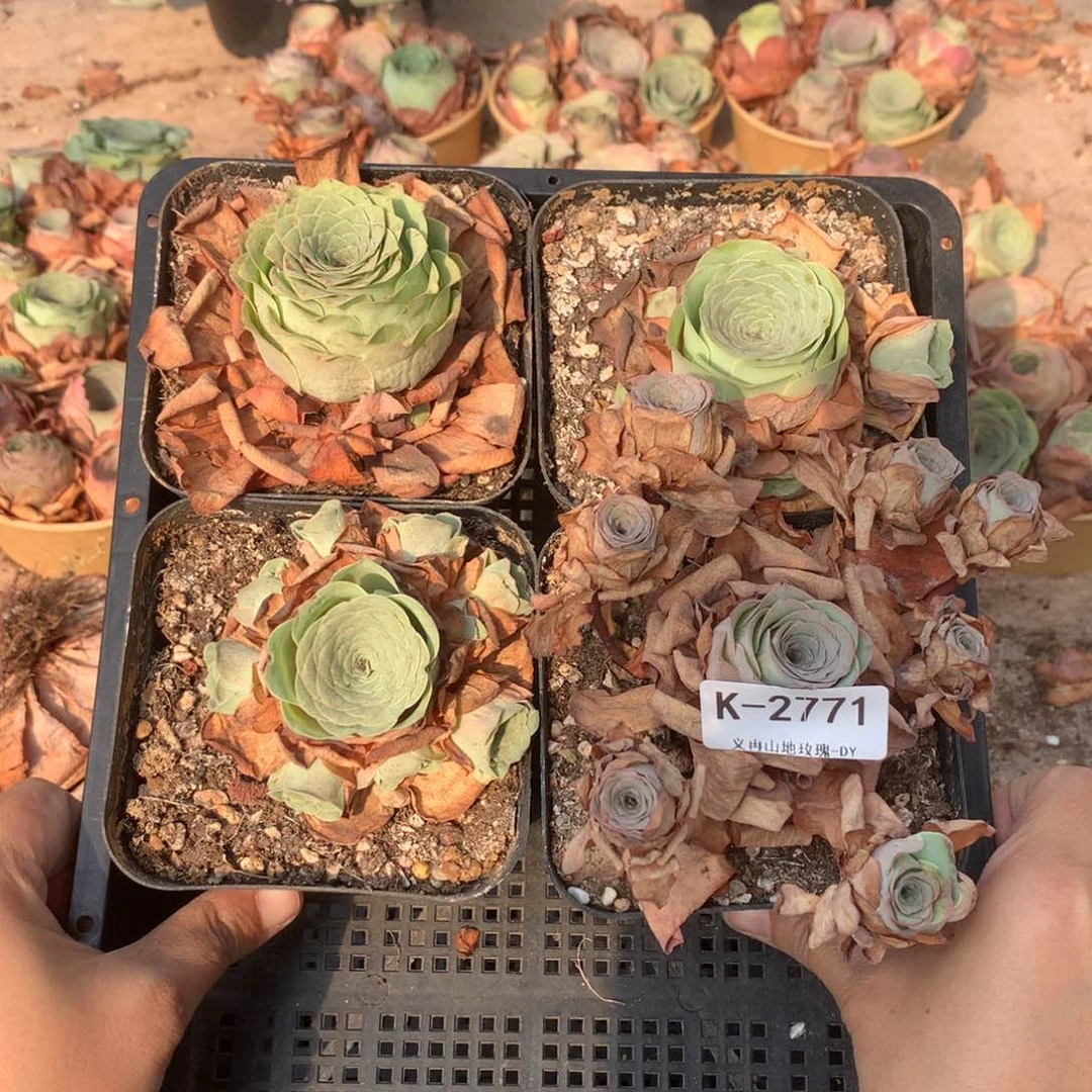 2771 会掉侧芽不售后