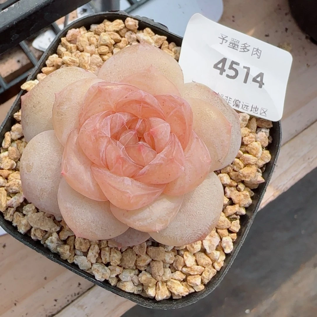 冰奶糖，4514多肉植物