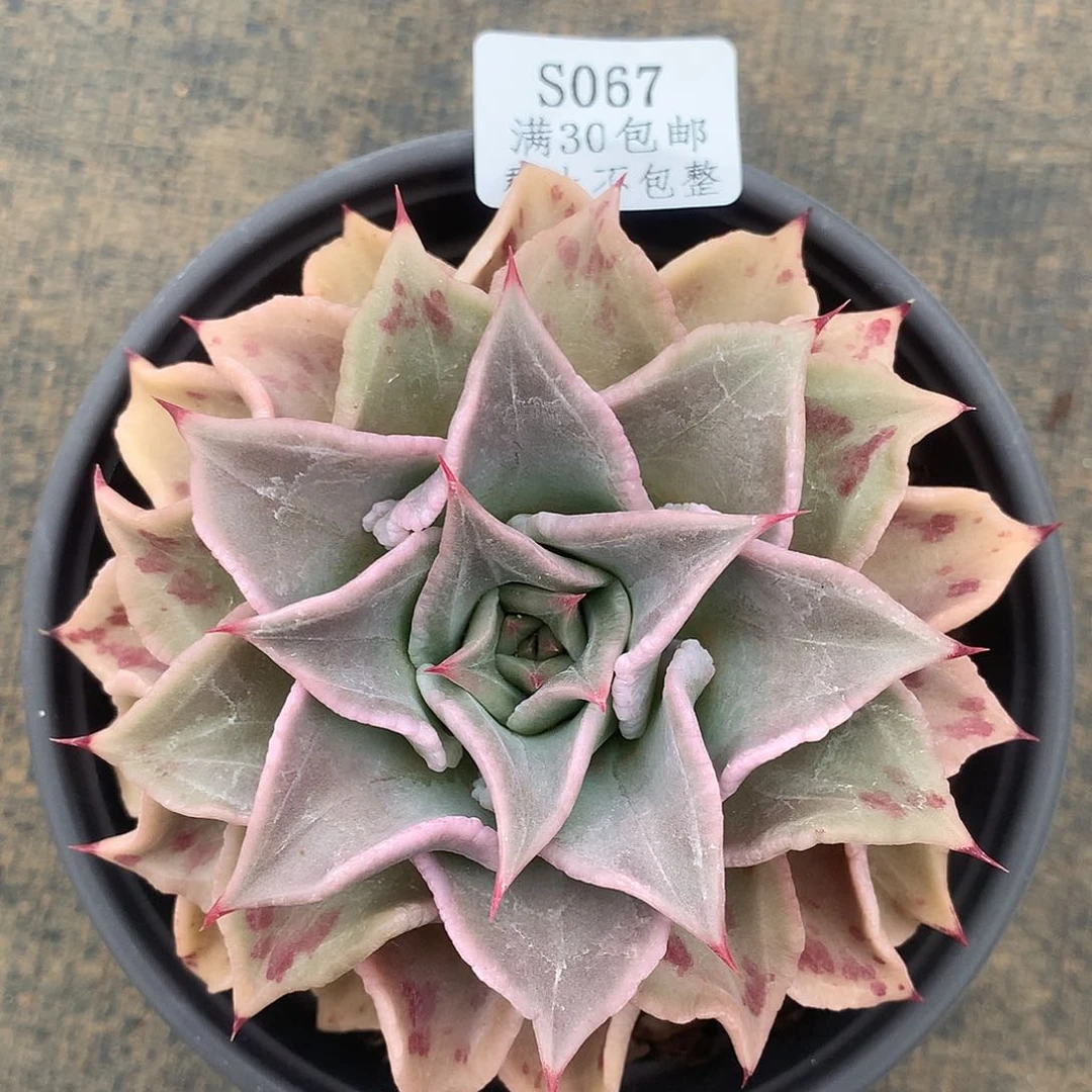 大单头血斑卷边饺子皮冠服11