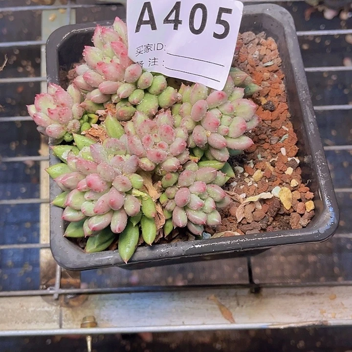 兰***草好喜欢你这个造型诶哈喜欢405