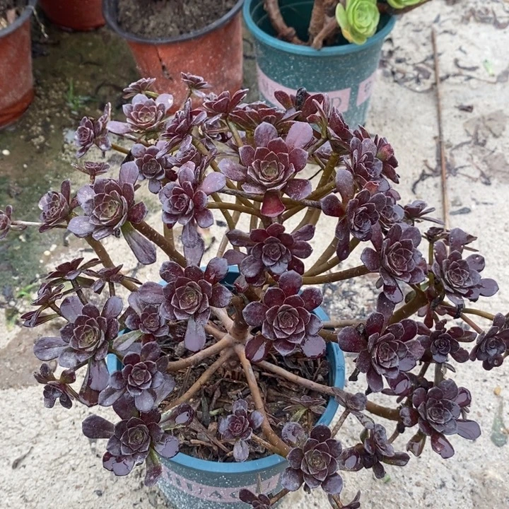 黑珍珠多肉植物040