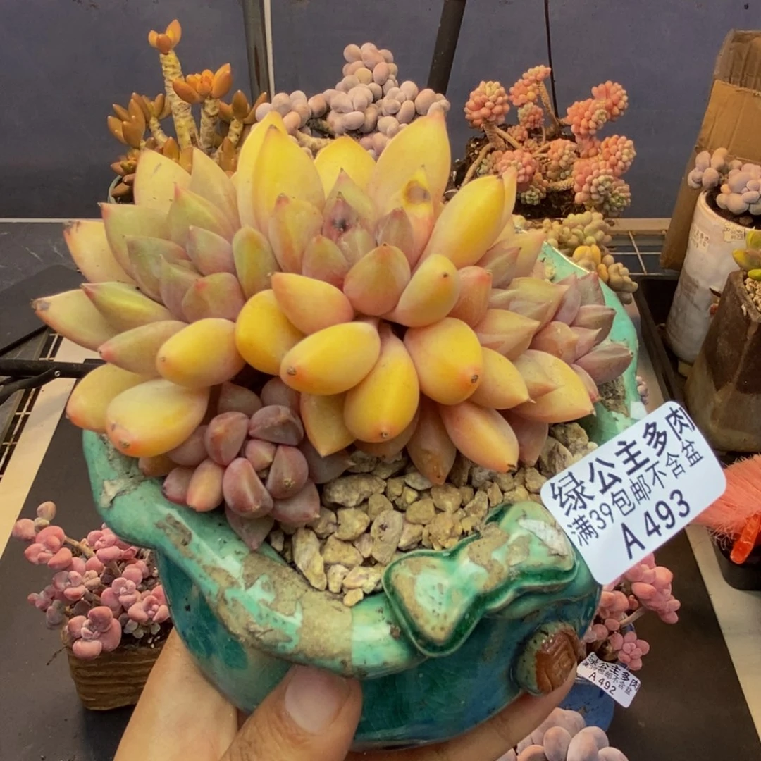 493象牙奶朵朵缀多肉8cm