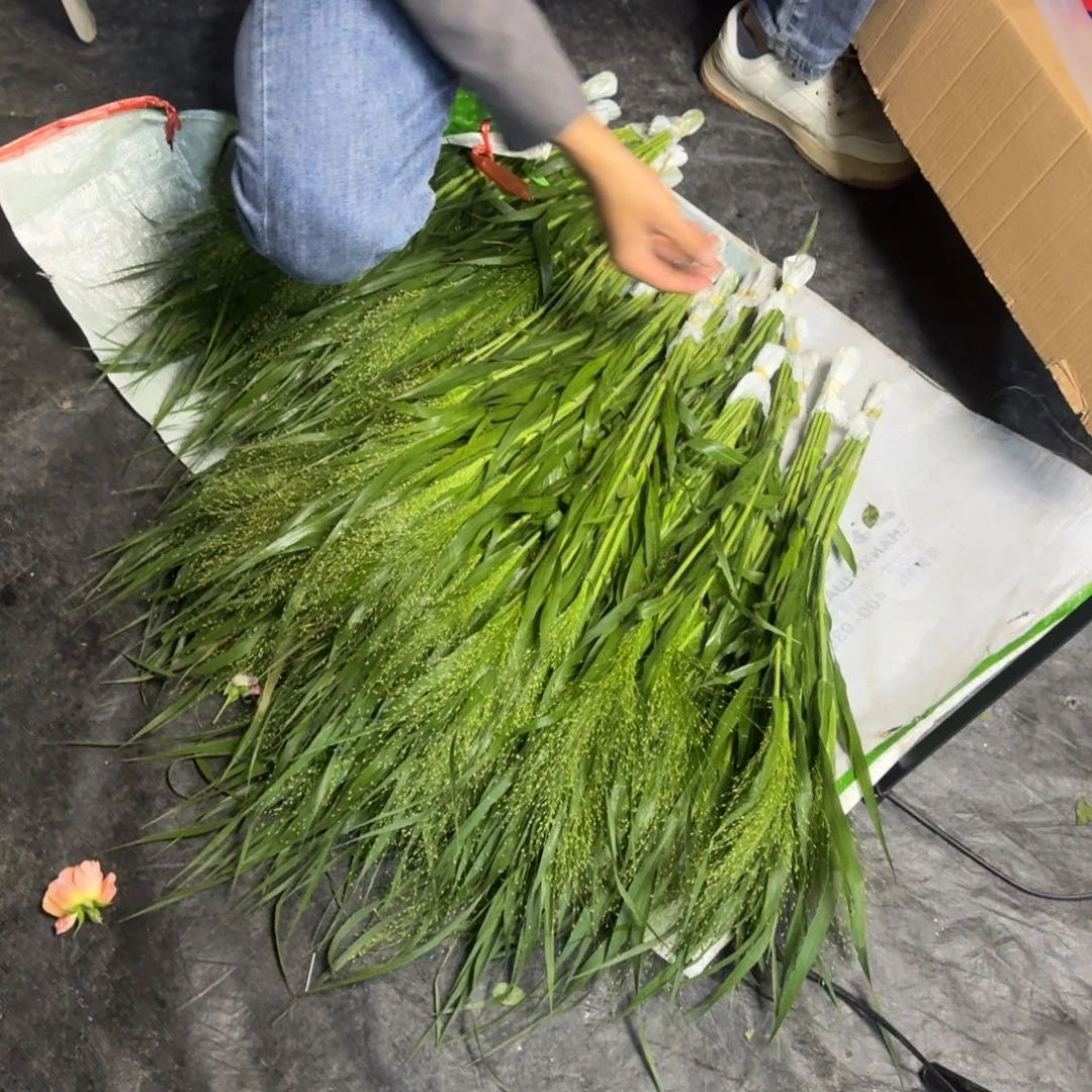 喷泉草3扎包邮价秒杀
