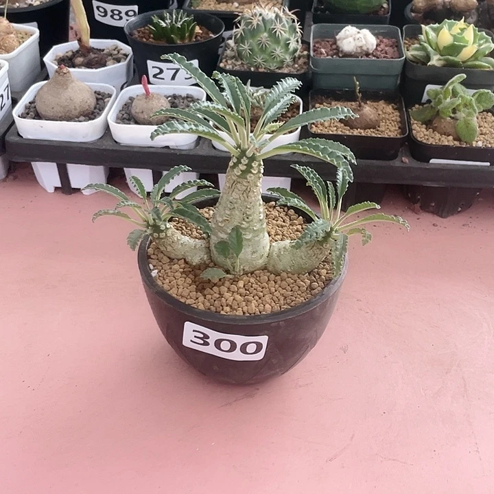 300大多头椰子琉桑块根