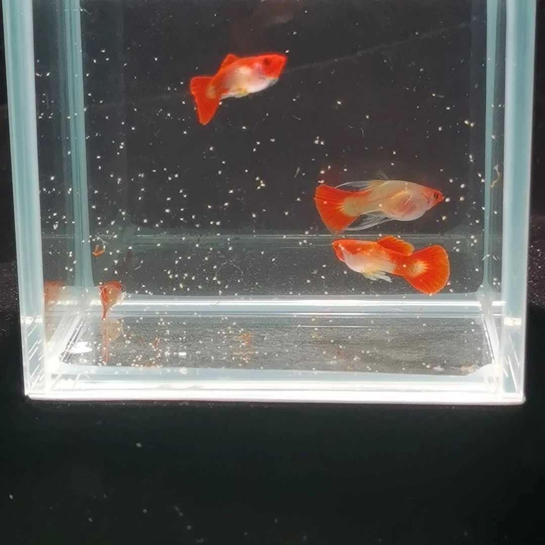海水鱼 红头玻璃猫大c
