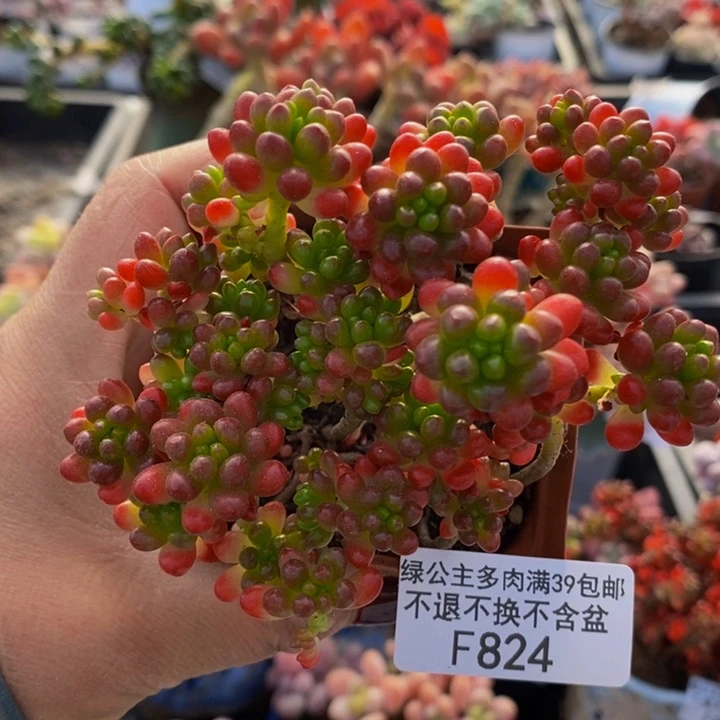 红浆果散拼824多肉植物