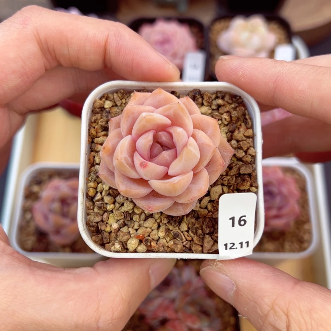 好好看16、哈哈哈哈