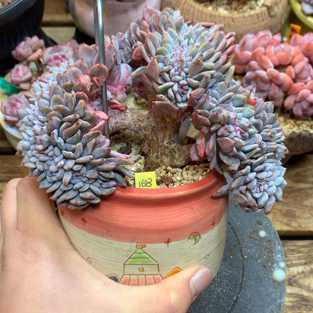 A78 星影缀 14cm 高板