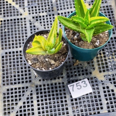 753芦荟锦一物一图如图