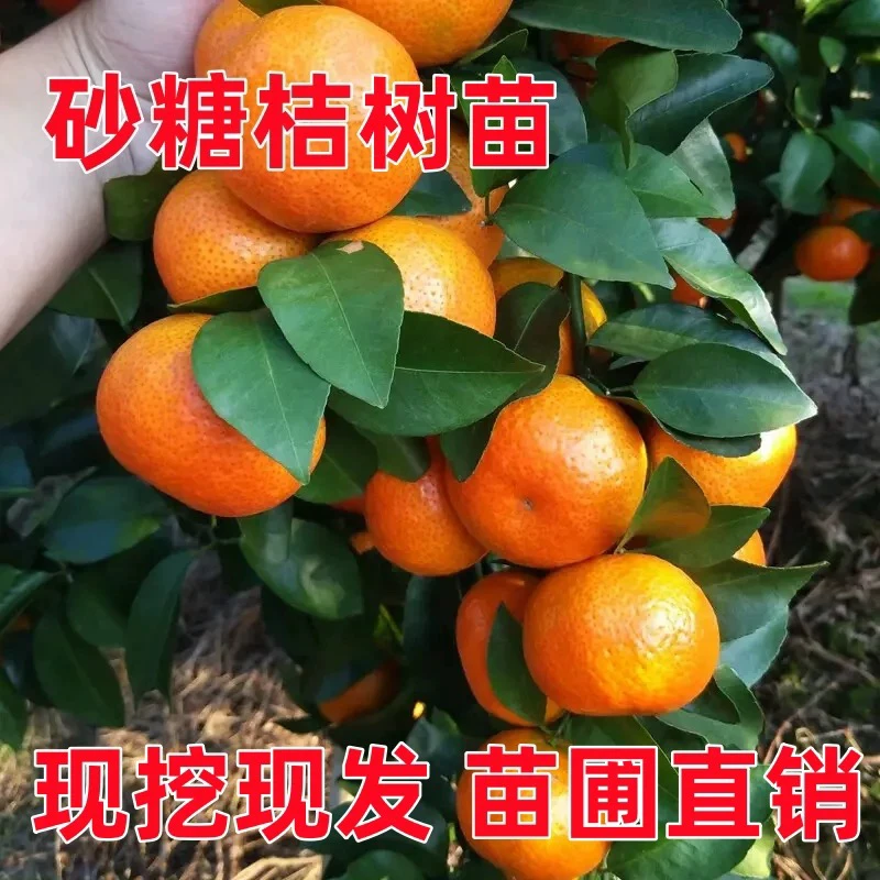 2颗！砂糖橘树苗嫁接苗正宗对版基地直发无籽砂糖橘柑橘南北方可