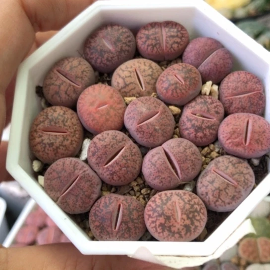 1329，1.3-1.5厘米酒红